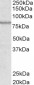 Goat Anti-ABCB5 Antibody